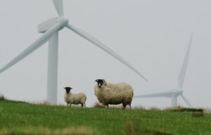 Wind Turbines Can Impact Local Wildlife